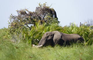 Elephant at Setari