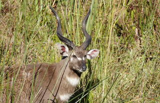 The Sitatunga Antelope