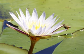 Waterlilly at Setari