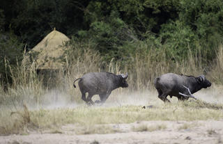 Kuyenda Bushcamp