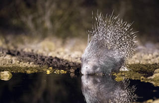 Ongava Game Reserve - porcupine at waterhole
