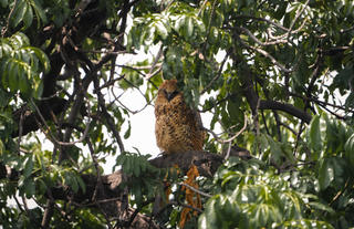 Pels Fishing Owl