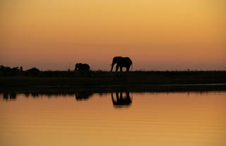 Elephants at dusk