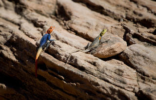 Damaraland Camp