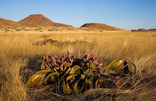 Damaraland Camp