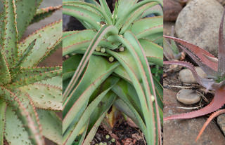 Succulents In The Garden