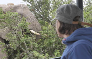 Big 5 Safari - Amakhala Game Reserve