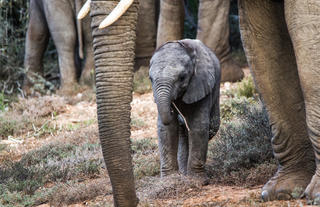 Amakhala Game Reserve