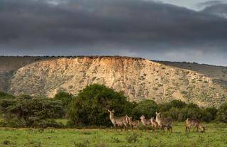 Amakhala Game Reserve