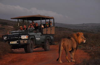 Big 5 Safari - Amakhala Game Reserve