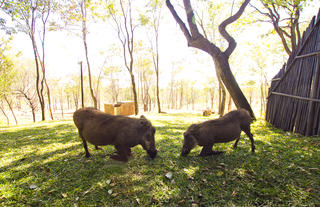 Lokuthula Warthogs