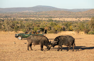Mabula Game Lodge - Safari Wildlife 3