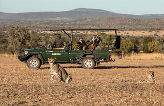 Mabula Game Lodge - Safari Wildlife 4