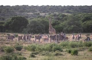 Kwandwe Private Game Reserve