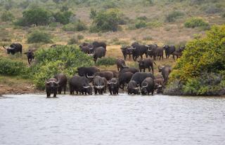 Kwandwe Private Game Reserve