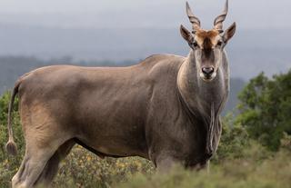 Kwandwe Private Game Reserve