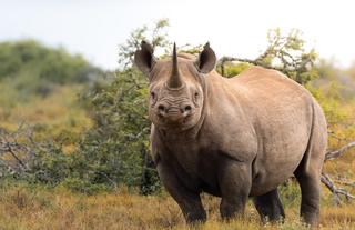 Kwandwe Private Game Reserve