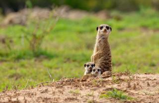 Kwandwe Private Game Reserve