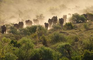Kwandwe Private Game Reserve