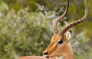 Kwandwe Private Game Reserve