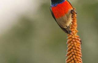 Kwandwe Private Game Reserve