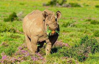 Kwandwe Private Game Reserve