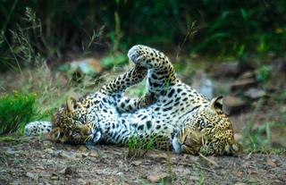 Kwandwe Private Game Reserve