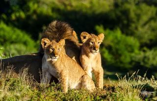 Kwandwe Private Game Reserve