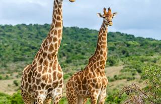 Kwandwe Private Game Reserve