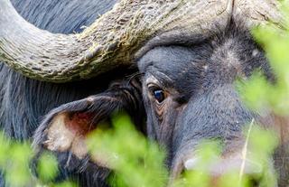 Kwandwe Private Game Reserve