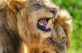 Kwandwe Private Game Reserve