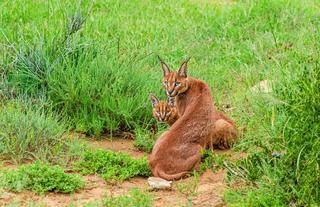 Kwandwe Private Game Reserve