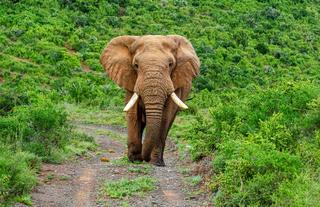 Kwandwe Private Game Reserve