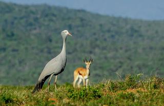 Kwandwe Private Game Reserve