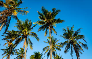 Tropical Scenes in Inhambane