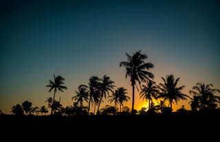 Palm Trees at Sunset