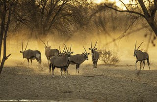Wildlife