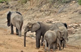 Hamiltons Tented Camp - Elephants