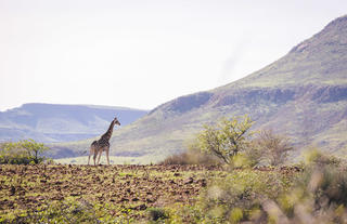 Giraffe sighting