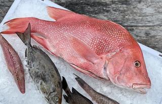 Fresh Catch