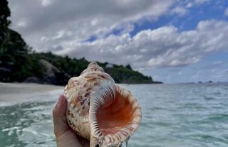 Seashell