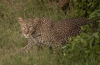 Wildlife