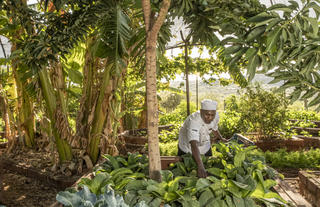 Sasaab shamba