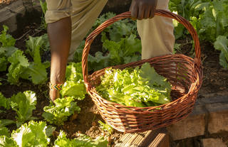 Shamba produce