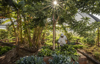 Shamba