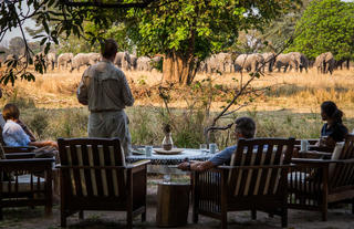 Visiting bull elephants at afternoon tea at Luwi