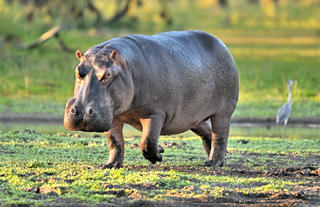 Gorongosa Wildlife