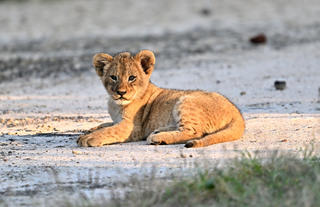 Gorongosa Wildlife