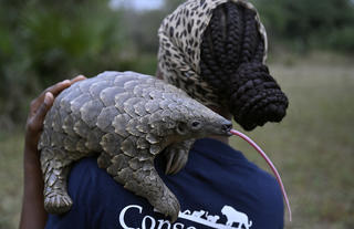 Pangolin Rehabilitation