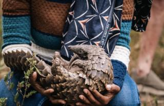 Gorongosa Safaris
